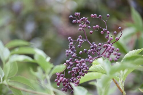 Sambucus Nigra 100-120 Kluitgoed