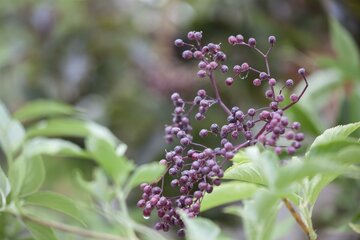 Sambucus Nigra 100-120 Kluitgoed