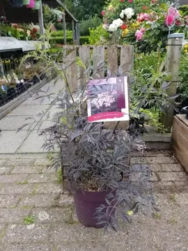 Sambucus nigra 'Black Lace' - afbeelding 1