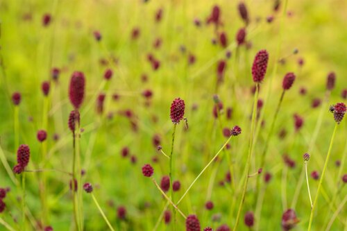 Sanguisorba offic. 'Tanna' - afbeelding 1