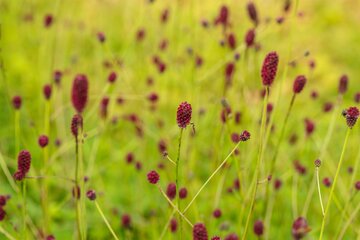 Sanguisorba offic. 'Tanna' - afbeelding 1