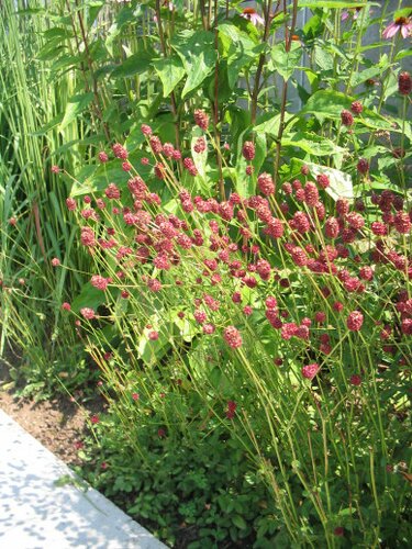 Sanguisorba offic. 'Tanna' - afbeelding 2