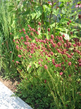 Sanguisorba offic. 'Tanna' - afbeelding 2