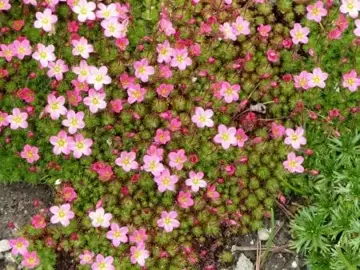 Saxifraga 'Pixie'