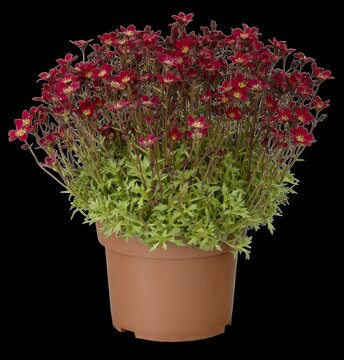 Saxifraga 'Pixie Pan Red' - afbeelding 2