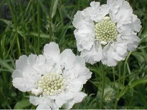 Scabiosa cauc. 'Alba'