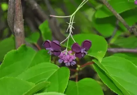 Akebia quinata