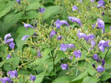 Scutellaria incana - afbeelding 2