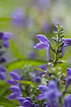 Scutellaria incana - afbeelding 1