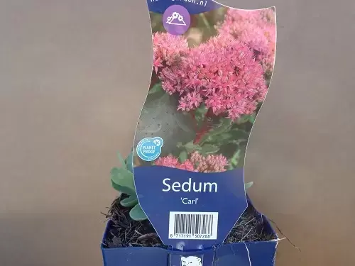 Sedum 'Carl'