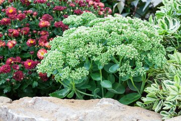 Sedum 'Herbstfreude' - afbeelding 2