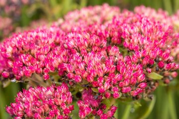 Sedum 'Herbstfreude' - afbeelding 1