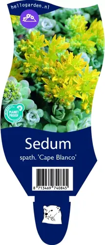 Sedum spath. 'Cape Blanco'