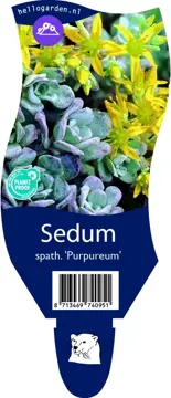Sedum spath. 'Purpureum'