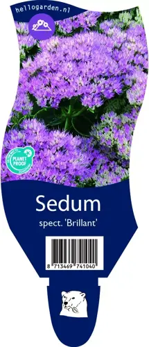 Sedum spectabile 'Brillant'