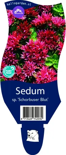 Sedum spur. 'Schorbuser Blut'