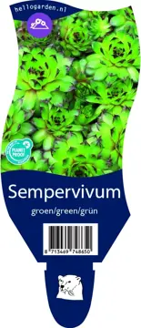 Sempervivum groen/green/grün