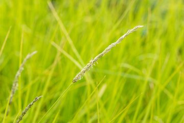 Sesleria Autumnalis