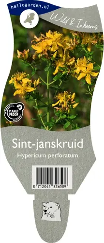 Sint-janskruid