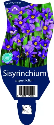 Sisyrinchium angustifolium