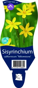 Sisyrinchium cal. 'Yellowstone'