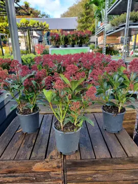 Skimmia japonica 'Rubella' - afbeelding 1