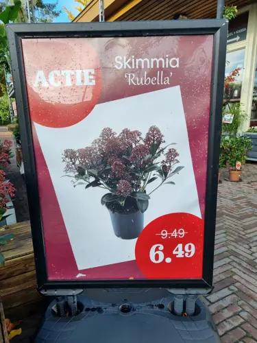 Skimmia japonica 'Rubella' - afbeelding 3