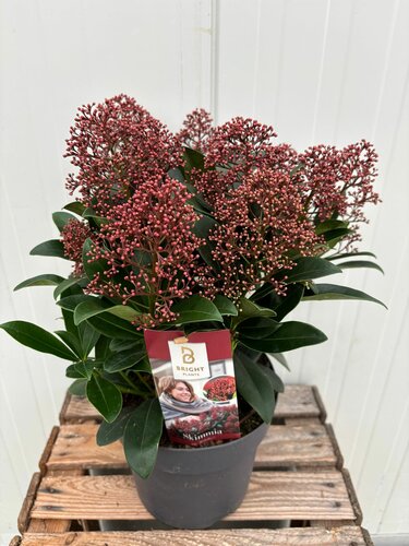 Skimmia japonica 'Rubella'