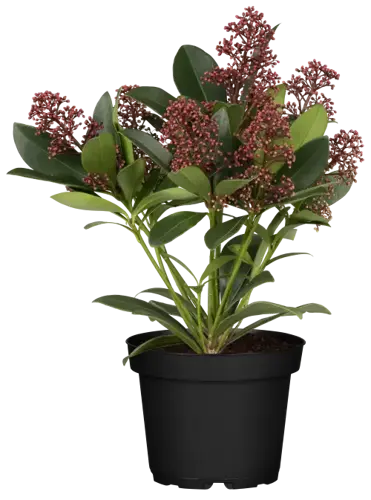 Skimmia japonica 'Rubella' - afbeelding 2