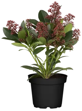 Skimmia japonica 'Rubella' - afbeelding 2