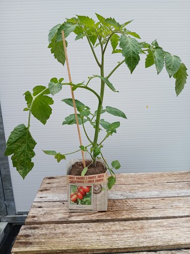 Snack Tomaat - afbeelding 1