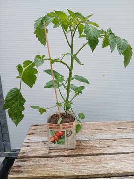 Snack Tomaat - afbeelding 1