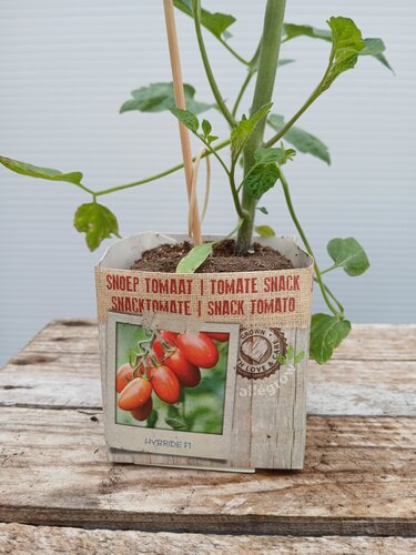 Snack Tomaat - afbeelding 2