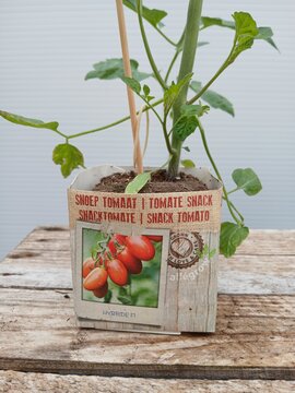 Snack Tomaat - afbeelding 2