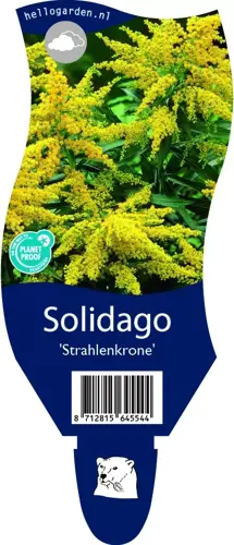 Solidago 'Strahlenkrone'