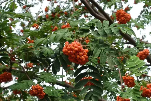 Sorbus aucuparia Lijsterbes - afbeelding 1