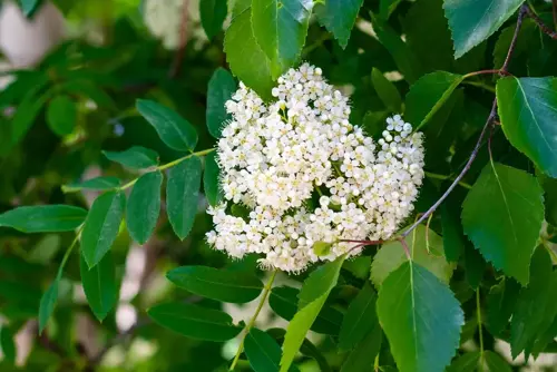 Sorbus aucuparia Lijsterbes - afbeelding 4