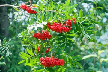 Sorbus aucuparia Lijsterbes - afbeelding 2