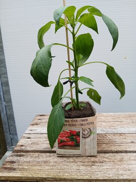 Spaanse Peper plant - afbeelding 1