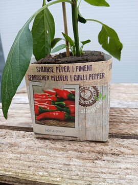 Spaanse Peper plant - afbeelding 2