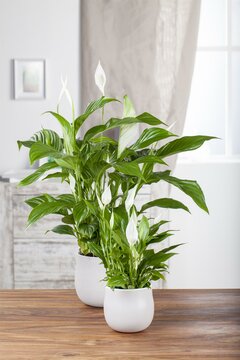 Spathiphyllum 'Vivaldi' Lepelplant - afbeelding 2