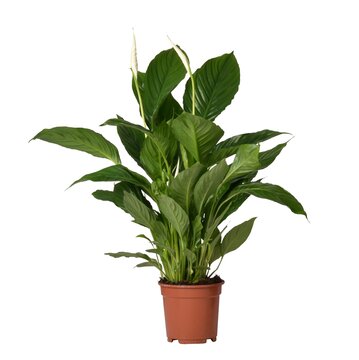 Spathiphyllum 'Vivaldi' Lepelplant - afbeelding 1