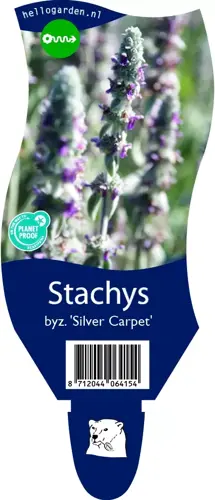 Stachys byz. 'Silver Carpet'