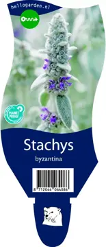 Stachys byzantina