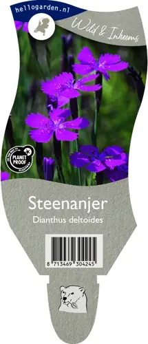 Steenanjer