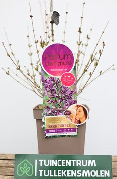 Syringa 'Bloomerang'Dark Purple - afbeelding 1