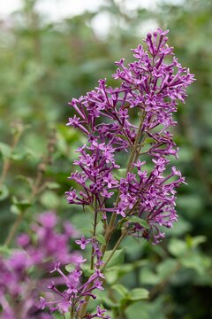 Syringa 'Bloomerang'Dark Purple - afbeelding 2