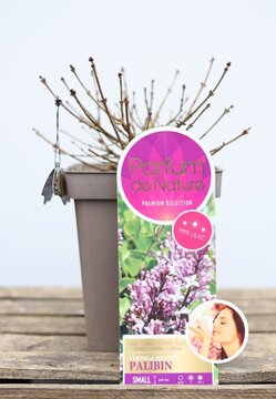 Syringa Mey 'Palibin' - afbeelding 1