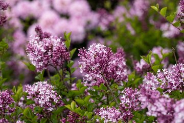 Syringa Mey 'Palibin' - afbeelding 2
