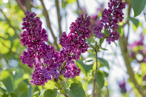 Syringa v. 'and. an Ludwig späth' - afbeelding 2